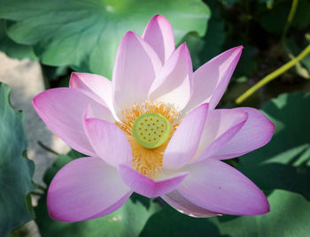 Close-up of lotus water lily in pond