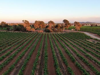 Scenic view of agricultural field against clear sky