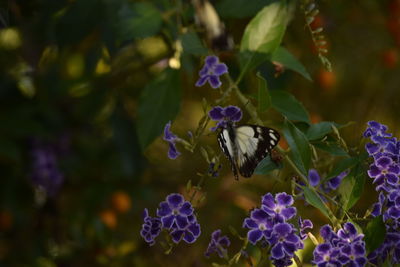 Close-up of butterfly on purple flowers