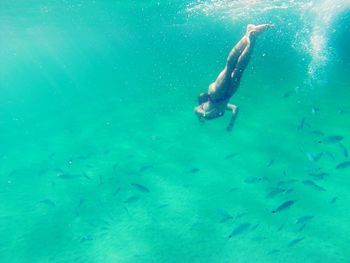 Fish swimming in sea