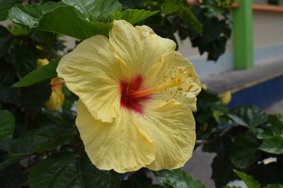 Close-up of flower blooming outdoors