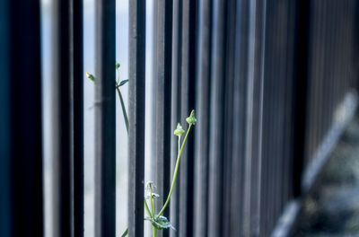 Close-up of insect on plant