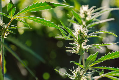 Close-up of fresh green plant