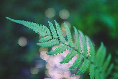 Close-up of fern