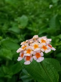 Close-up of white flowering plant