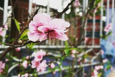 Close-up of pink flowers blooming outdoors