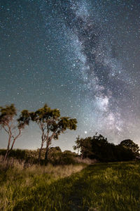 Trees on landscape against sky at night