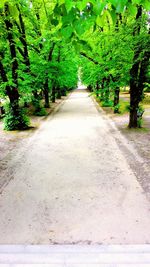 Walkway amidst trees