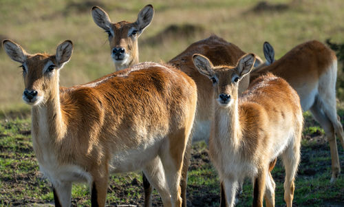 A deer herd in the wilderness