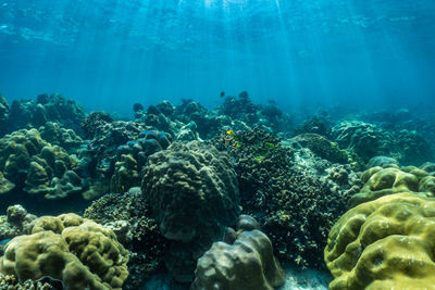 Underwater scene with coral reef and fish sea in surin islands phang nga southern of thailand.