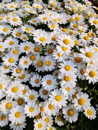 High angle view of white daisy flowers