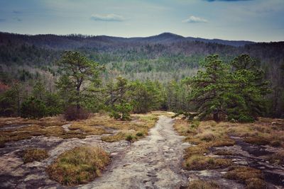 Scenic view of forest against sky