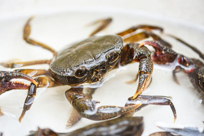 High angle view of crab on table