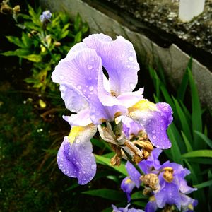 Close-up of purple flowers blooming outdoors