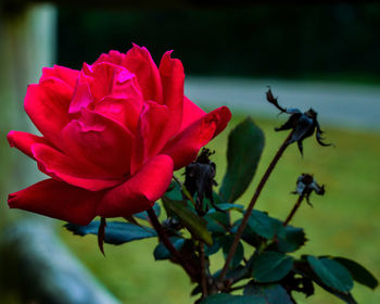 Close-up of pink flowers