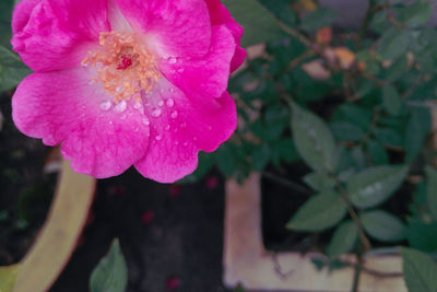 Close-up of pink flowering plant