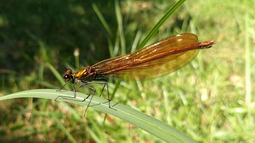 Close-up of insect on grass