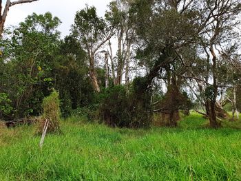 Scenic view of trees growing on field against sky