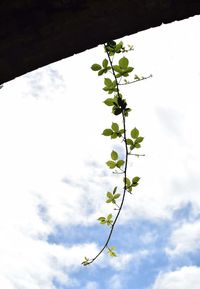 Low angle view of trees against sky