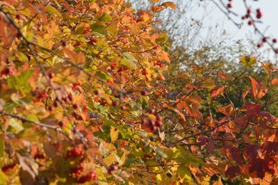 Close-up of maple tree during autumn