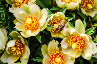 Close-up of pink flowers