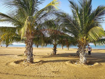 Palm trees on beach against sky