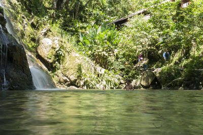 Scenic view of waterfall in forest