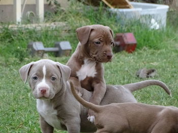 Portrait of puppy sitting outdoors