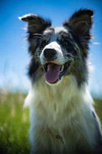 Close-up of dog on field