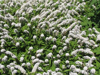 Close-up of white flowering plants during winter