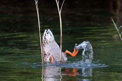 Ducks swimming in lake