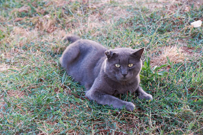 Portrait of cat lying on grass
