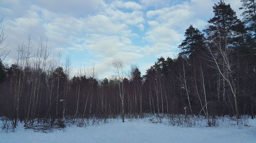 Trees on snow covered landscape against sky