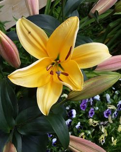 Close-up of yellow flower