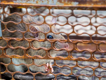 Close-up of squirrel in cage