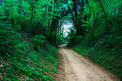 Trees growing outdoors