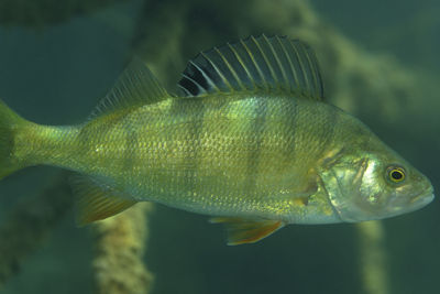 Underwater photo of perca fluviatilis, commonly known as the common perch in soderica lake, croatia