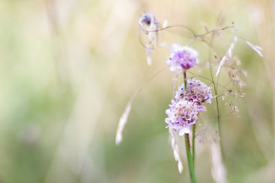 Close-up of pink flowers