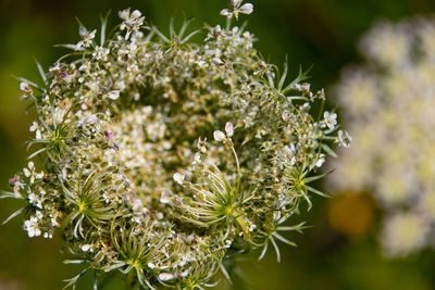 Close-up of white flowering plant