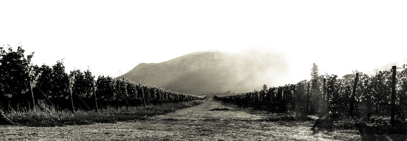 Panoramic shot of trees on landscape against sky