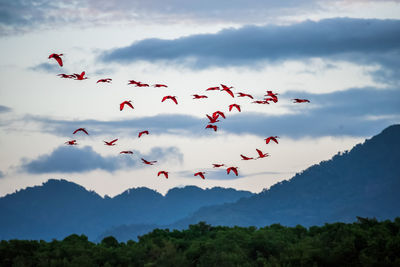 Low angle view of birds flying against sky