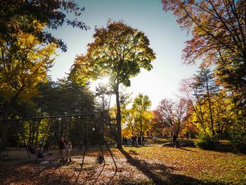 Trees in a forest