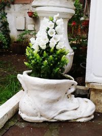 White potted plants in yard