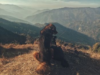 Dog sitting on mountain against sky