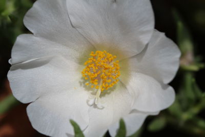 Close-up of white flower