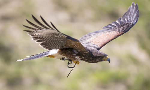 Close-up of eagle flying