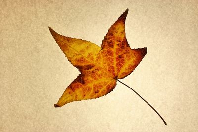 Close-up of maple leaves