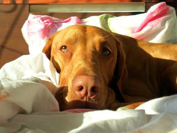 Close-up portrait of dog relaxing on bed at home