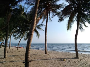 Palm trees on beach against sky