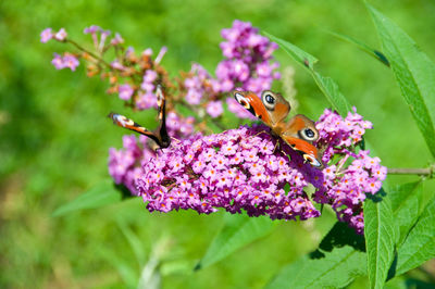 Close-up of butterfly pollinating on pink flower